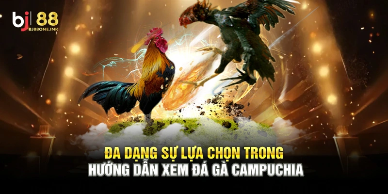 Đa dạng sự lựa chọn trong đá gà Campuchia