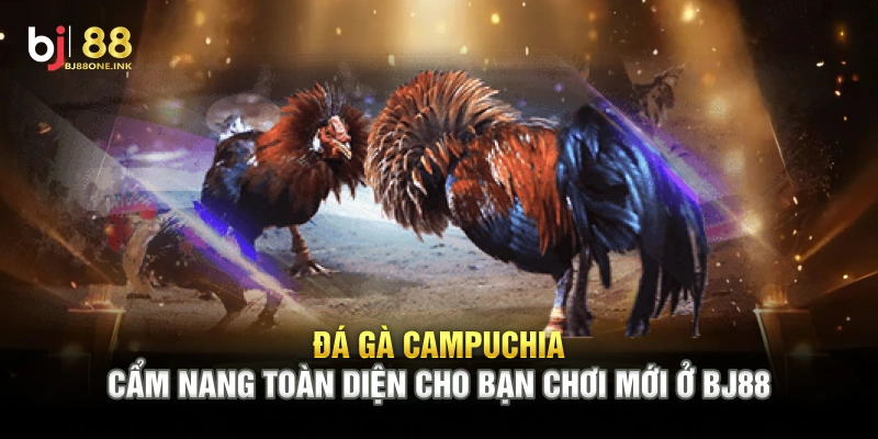 Đá Gà Campuchia - Cẩm Nang Toàn Diện Cho Bạn Chơi Mới Ở BJ88