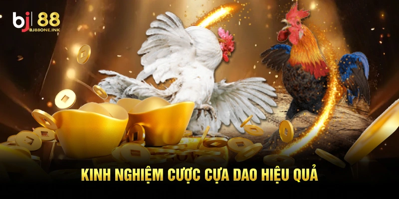 Kinh nghiệm cược cựa dao hiệu quả