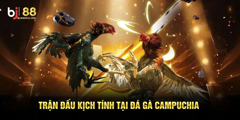 Trận đấu kịch tính tại đá gà Campuchia